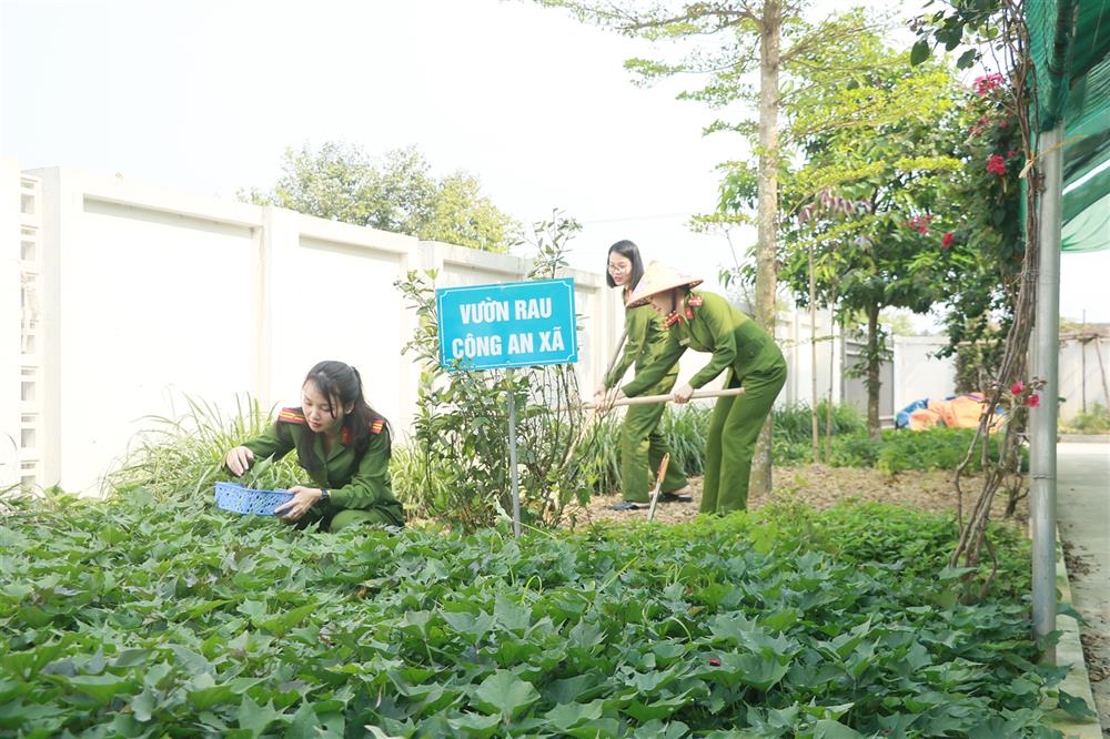 Chị em hội viên dành thời gian sau giờ làm việc để chăm sóc vườn rau xanh trong khuôn viên Công an phường