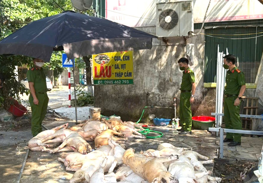 Số cá thể lợn không đảm bảo vệ sinh thú y đang được sơ chế chuẩn bị quay, nướng làm thực phẩm.